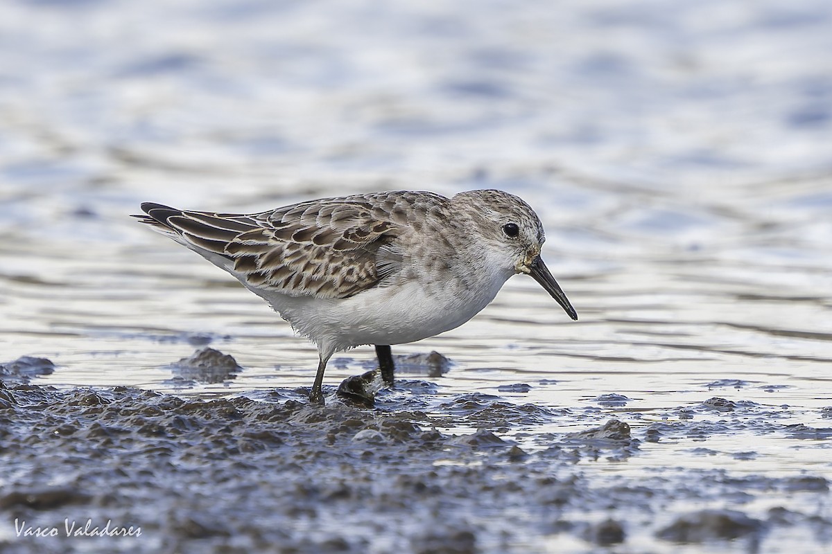 Одой элсэг - ML644641716