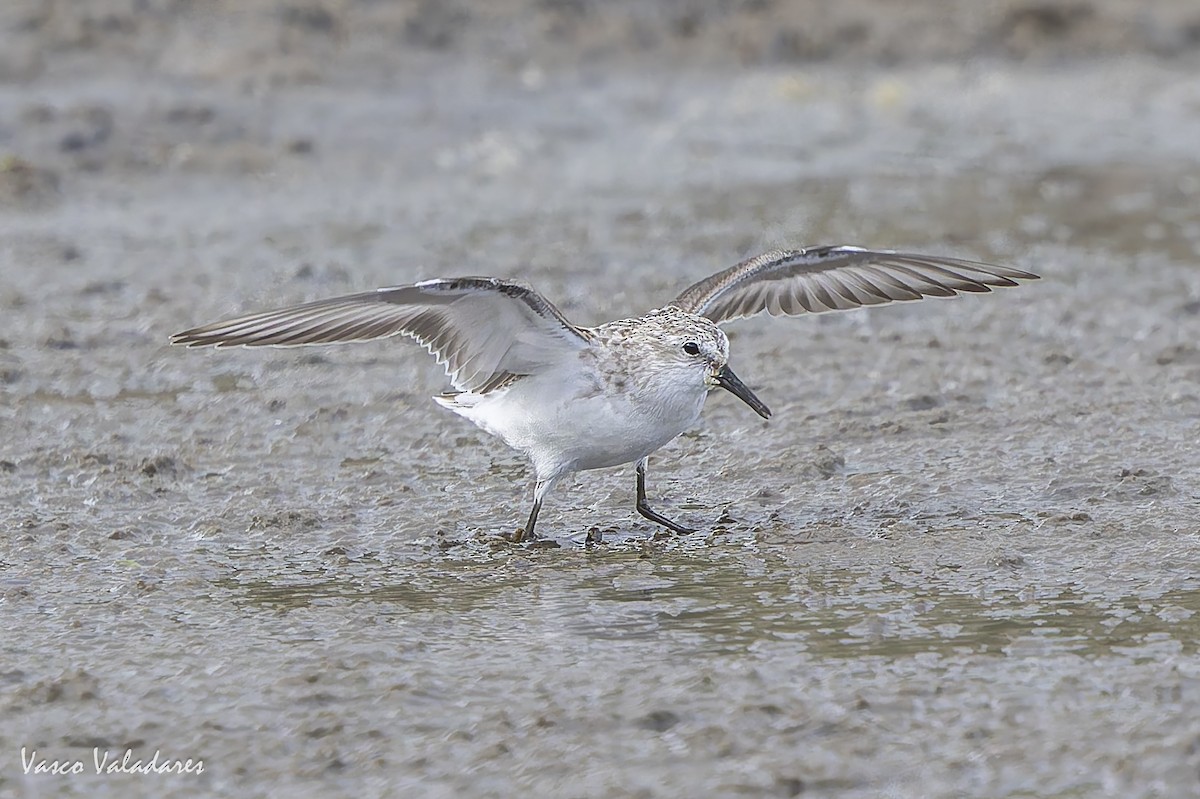 Одой элсэг - ML644641717