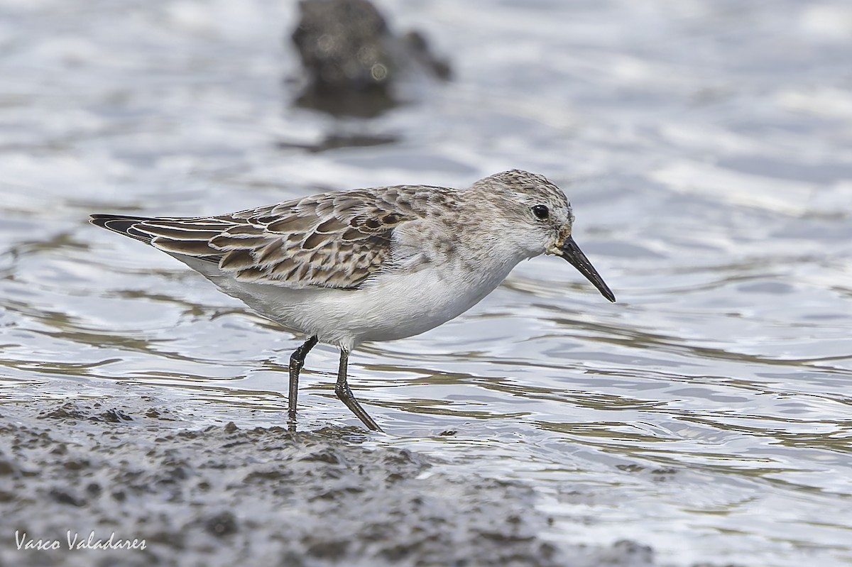 Одой элсэг - ML644641718