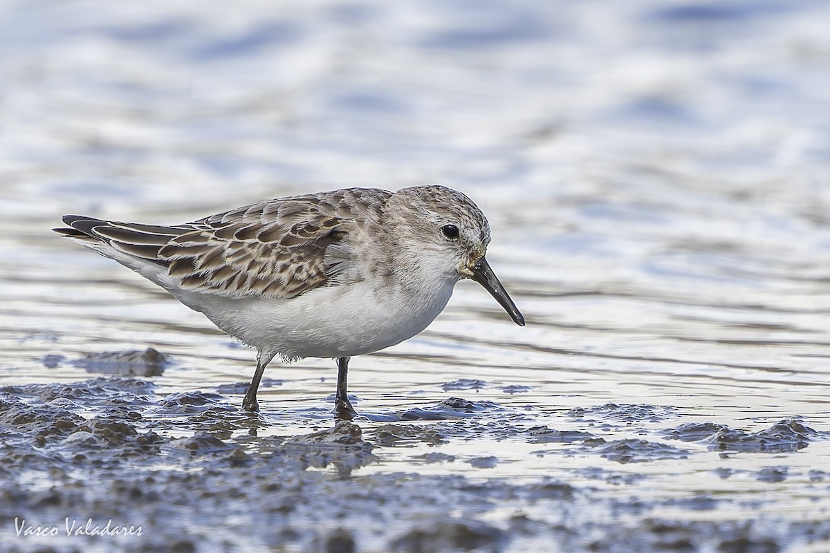 Одой элсэг - ML644641719