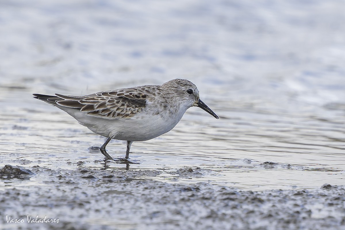 Одой элсэг - ML644641721