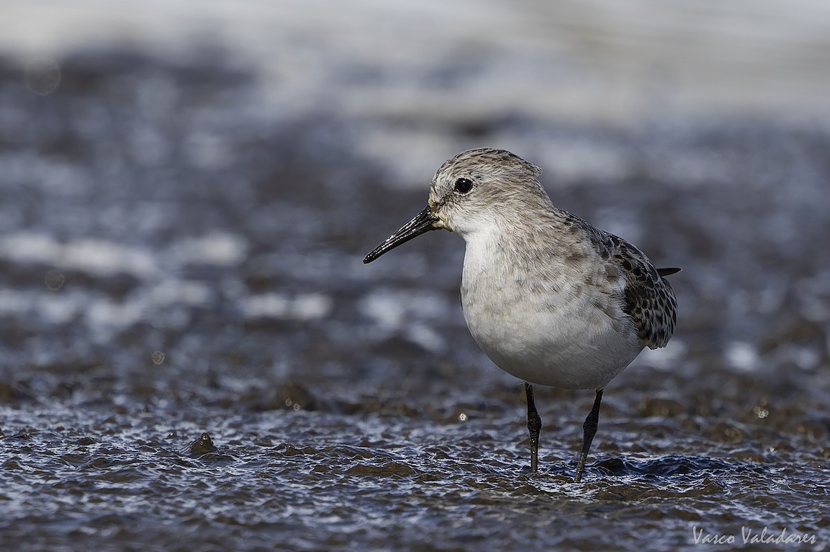 Одой элсэг - ML644641724