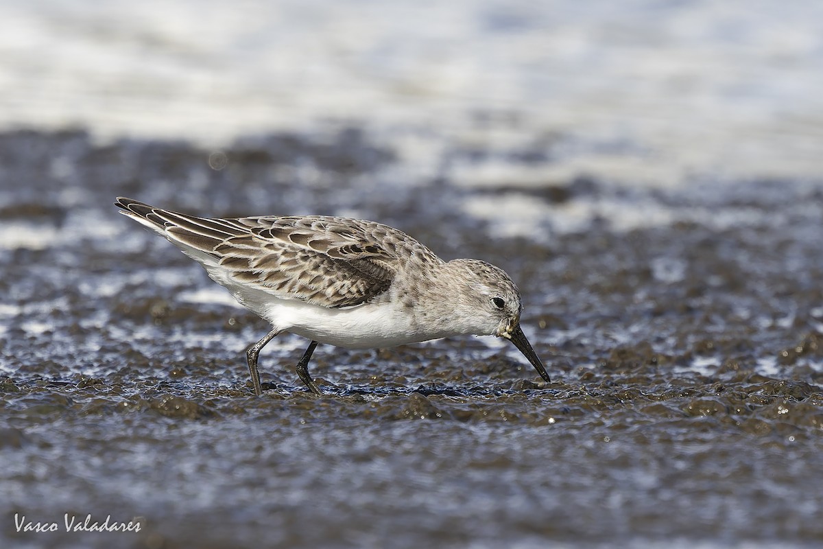Одой элсэг - ML644641725