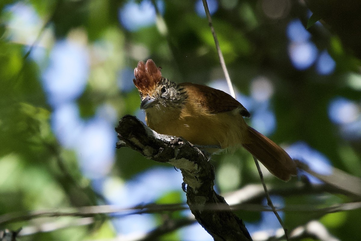 Batará Barrado - ML644641727