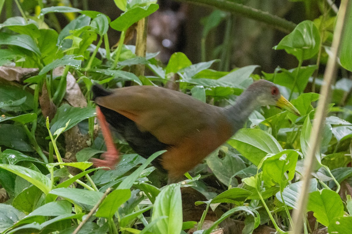 Gray-cowled Wood-Rail - ML644641743