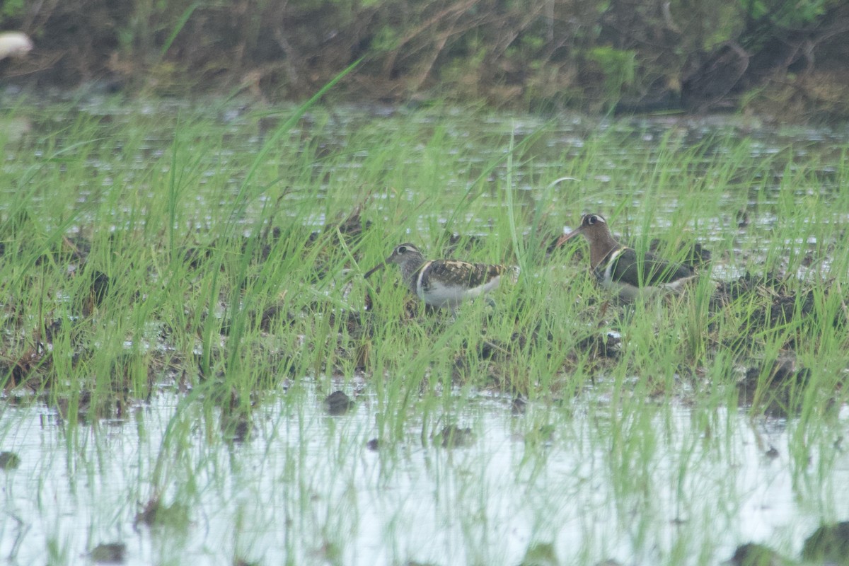 Өнгөт хараалжир - ML644641751