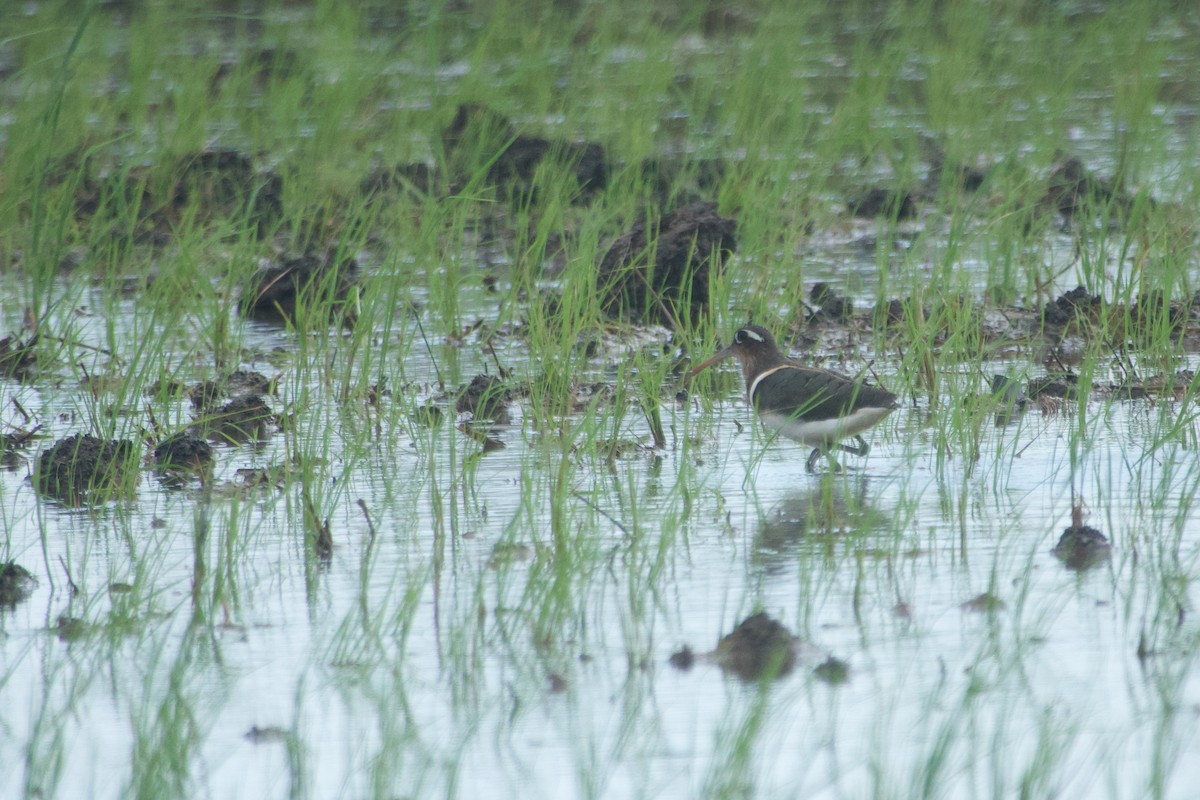 Өнгөт хараалжир - ML644641752