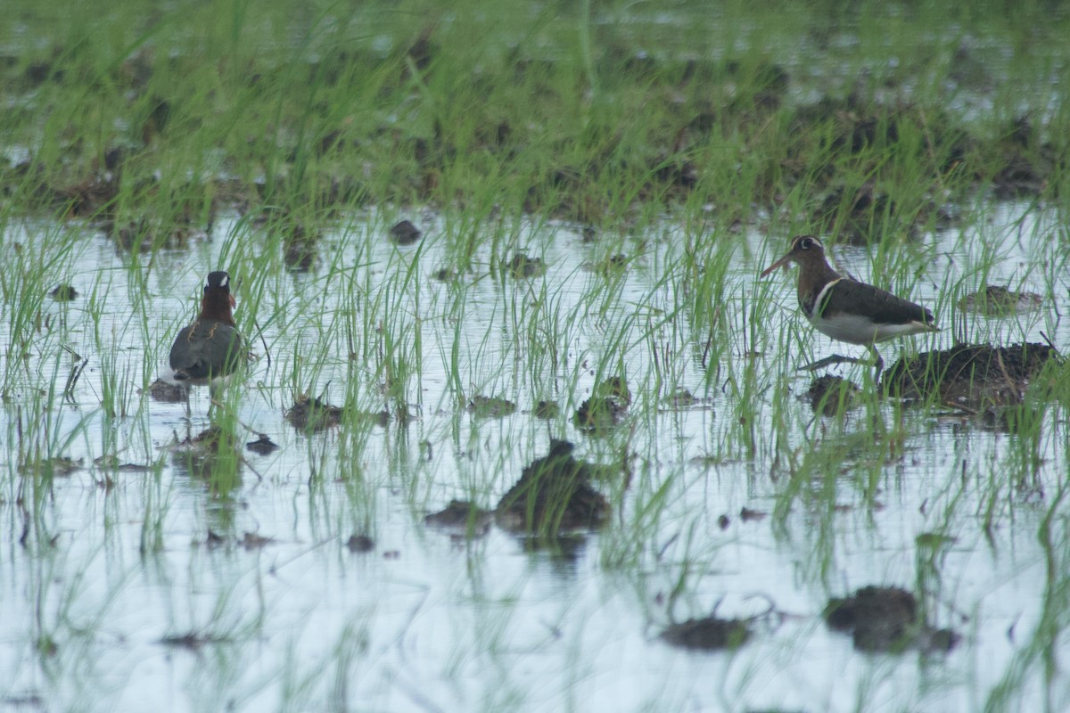 Өнгөт хараалжир - ML644641753