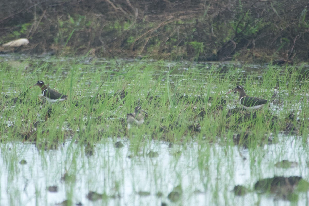 Өнгөт хараалжир - ML644641754