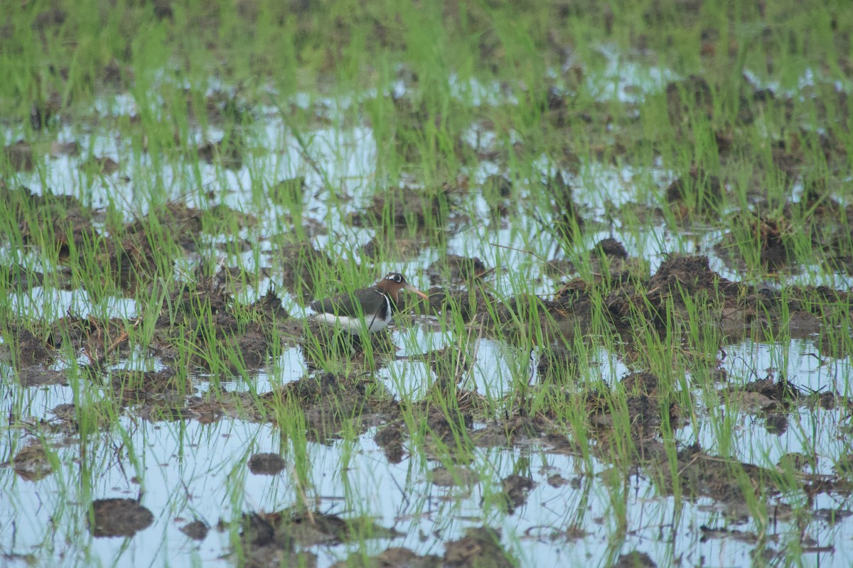 Өнгөт хараалжир - ML644641755