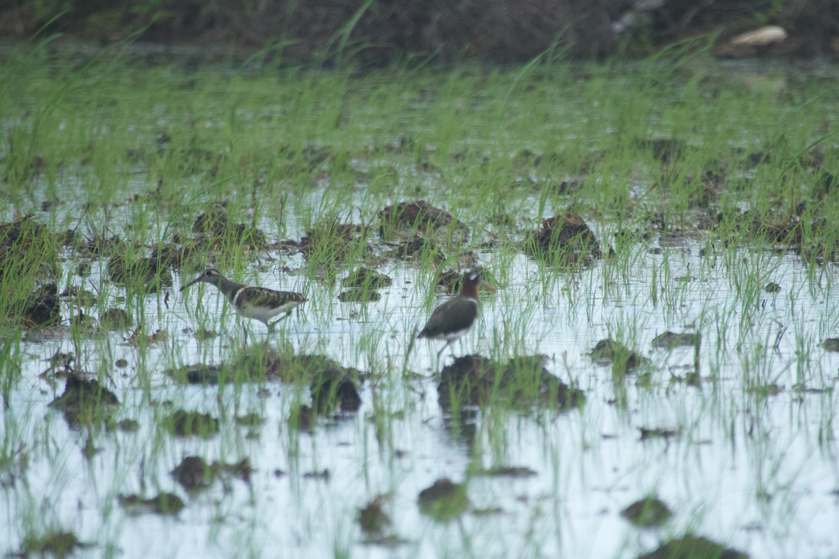 Өнгөт хараалжир - ML644641756