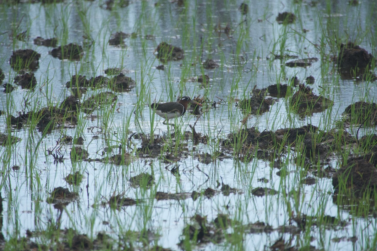 Өнгөт хараалжир - ML644641757