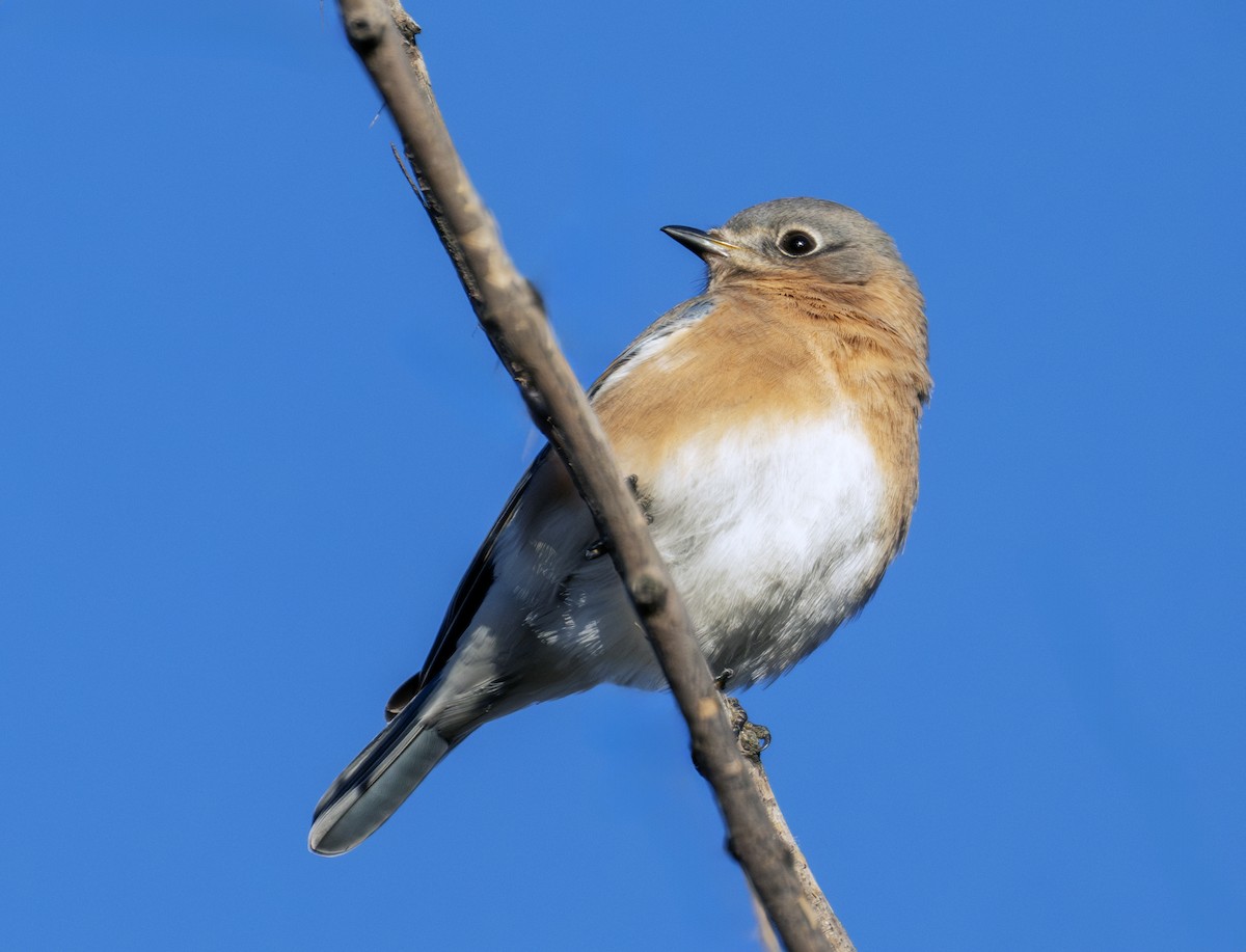 Eastern Bluebird - ML644641758