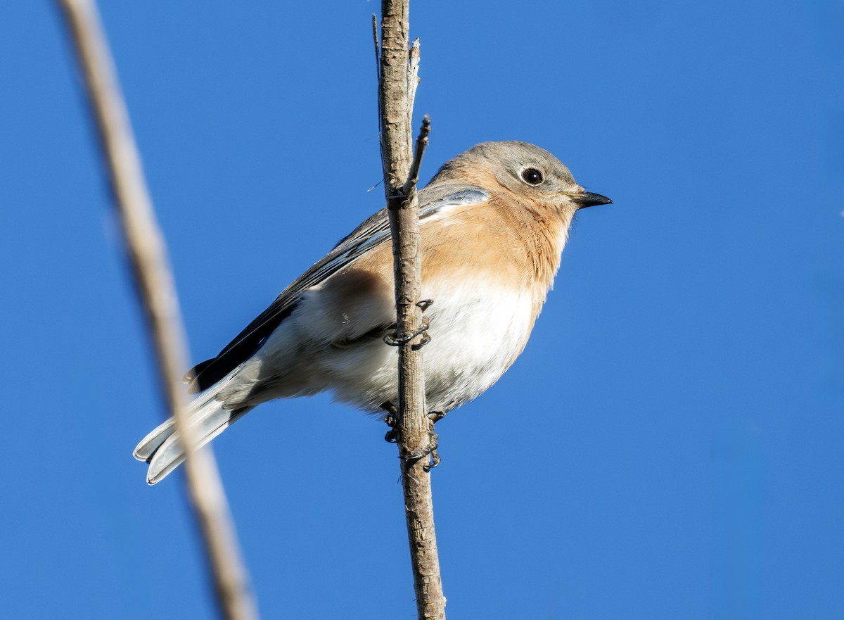 Eastern Bluebird - ML644641759