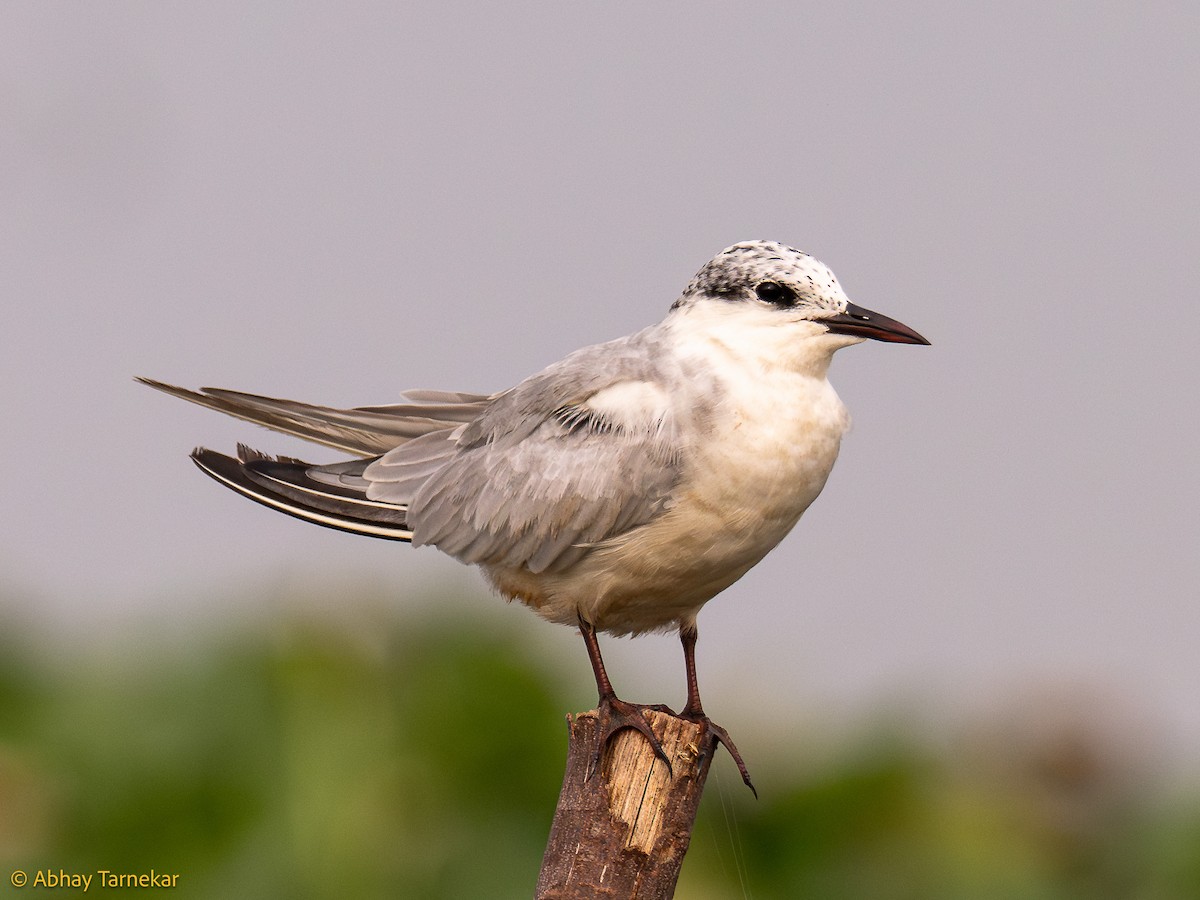 クロハラアジサシ - ML644641762