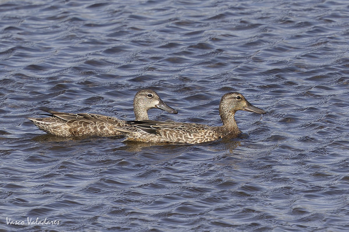 Green-winged Teal - ML644641781