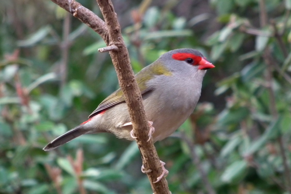 Red-browed Firetail - ML644641789
