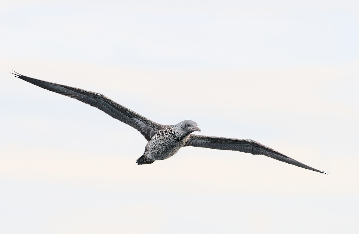 havsule - ML644641790