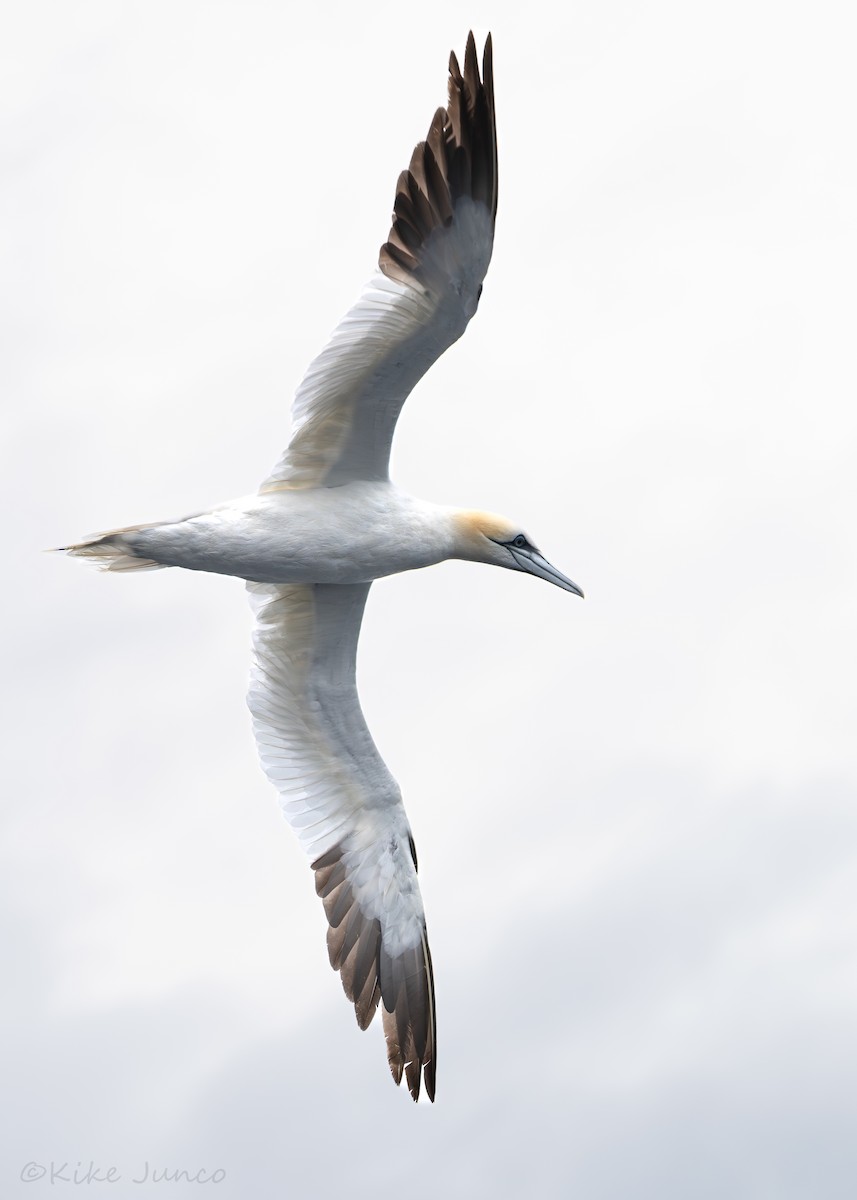 havsule - ML644641791