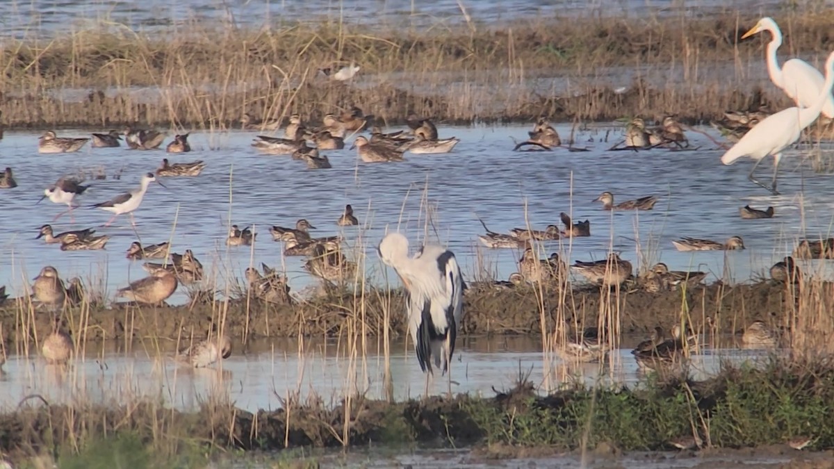 Garganey - ML644641803