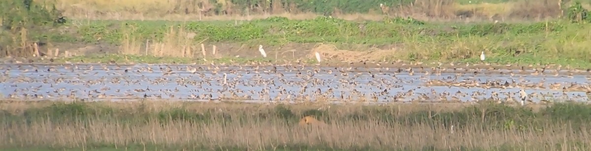 Garganey - ML644641804