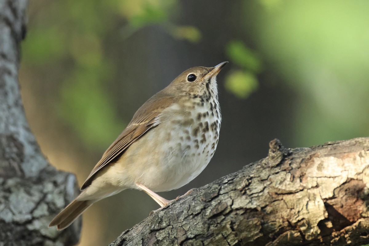 קיכלי חלוד-זנב - ML644641808