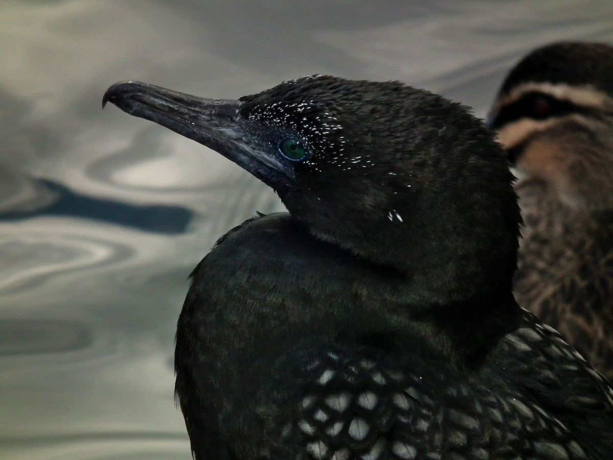 Kömür Karabatağı - ML644641810