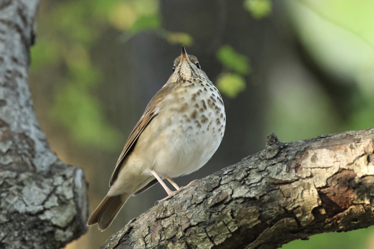 קיכלי חלוד-זנב - ML644641811