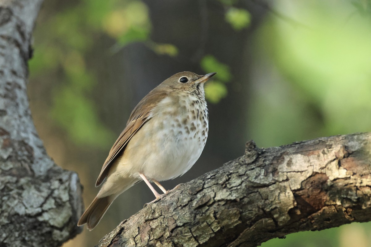 קיכלי חלוד-זנב - ML644641816