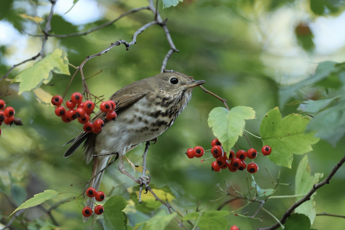 קיכלי חלוד-זנב - ML644641822
