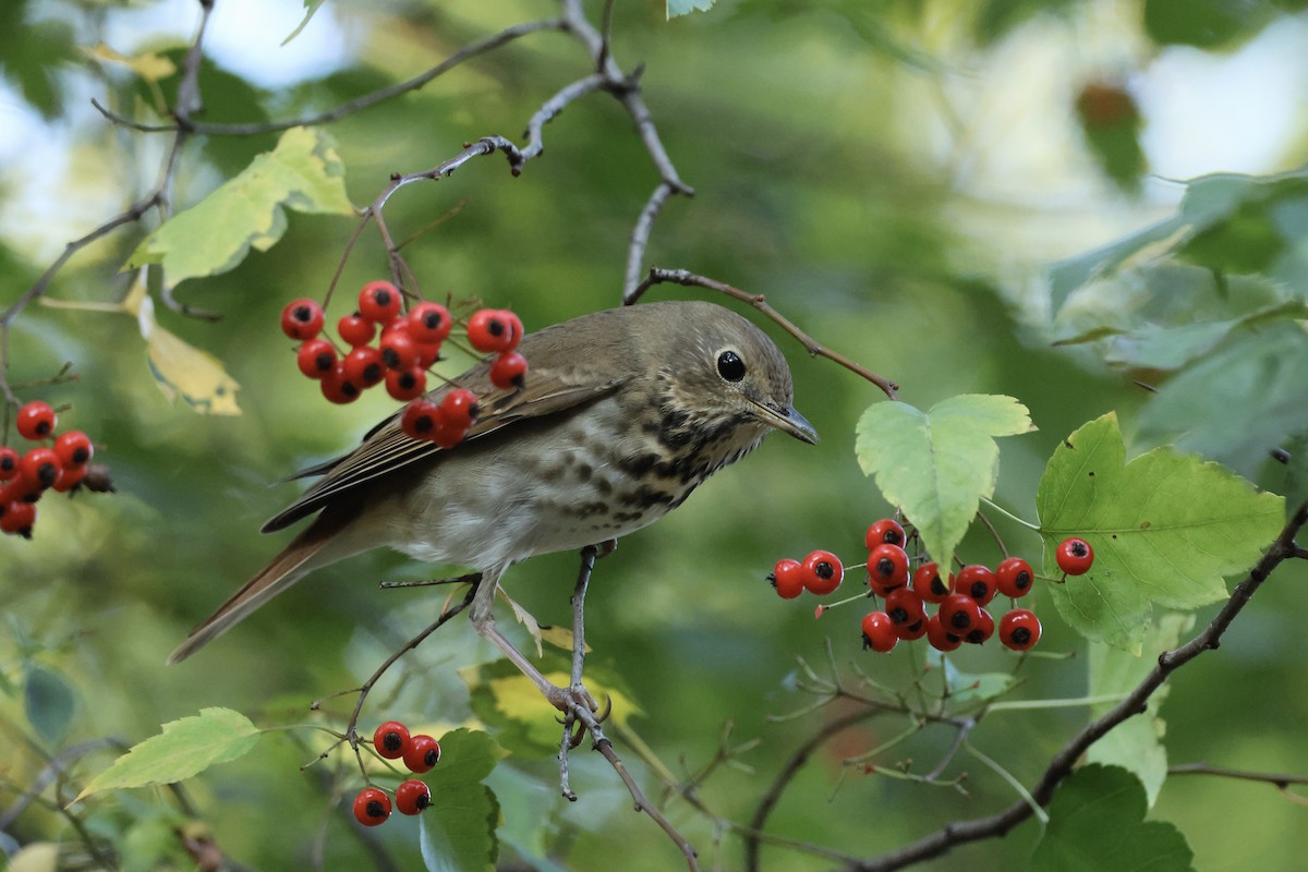 קיכלי חלוד-זנב - ML644641828