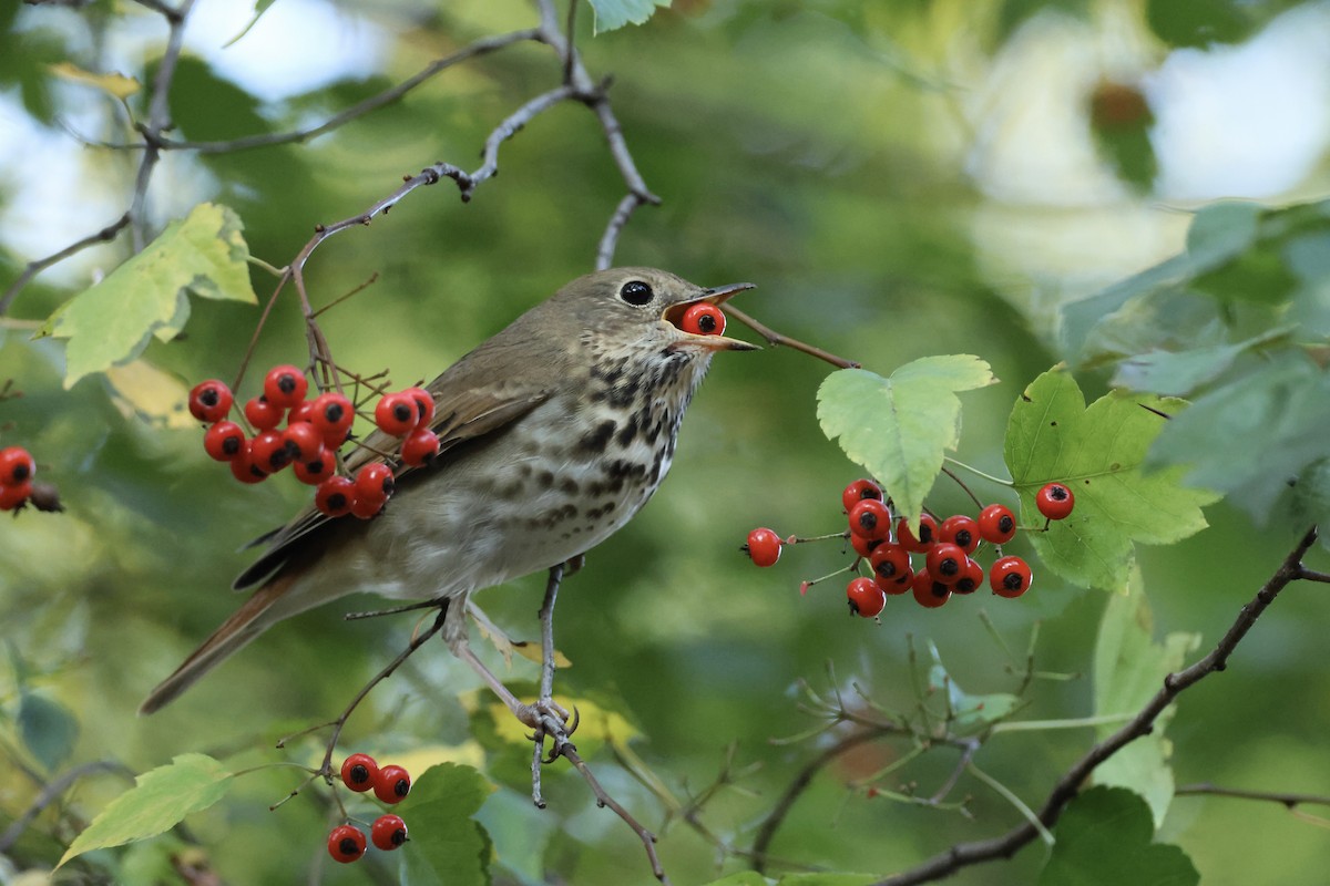 קיכלי חלוד-זנב - ML644641829