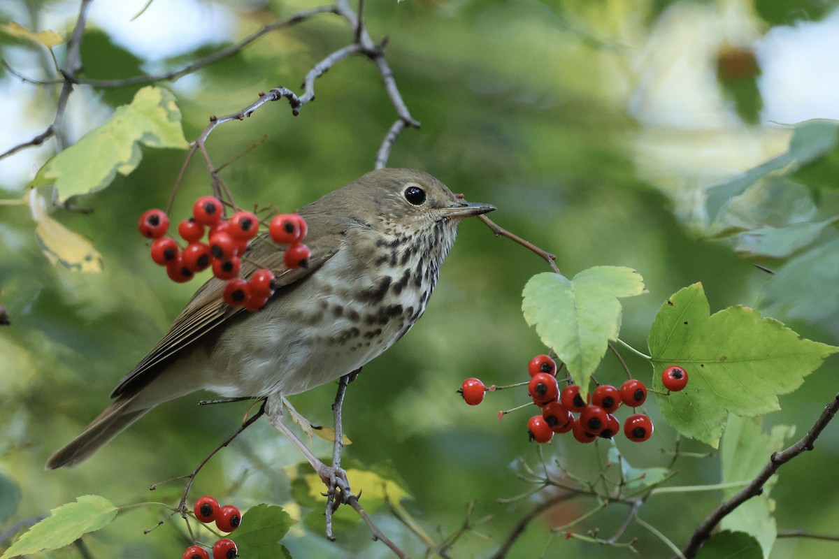 קיכלי חלוד-זנב - ML644641831