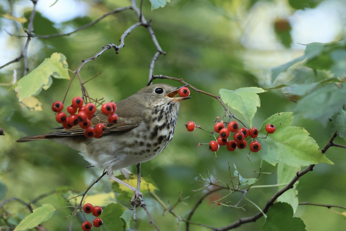 קיכלי חלוד-זנב - ML644641832