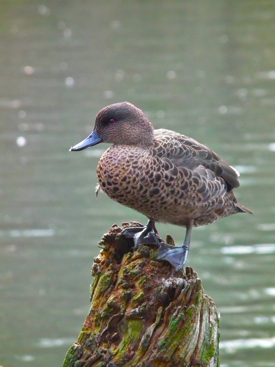 Kastanienente - ML644641833