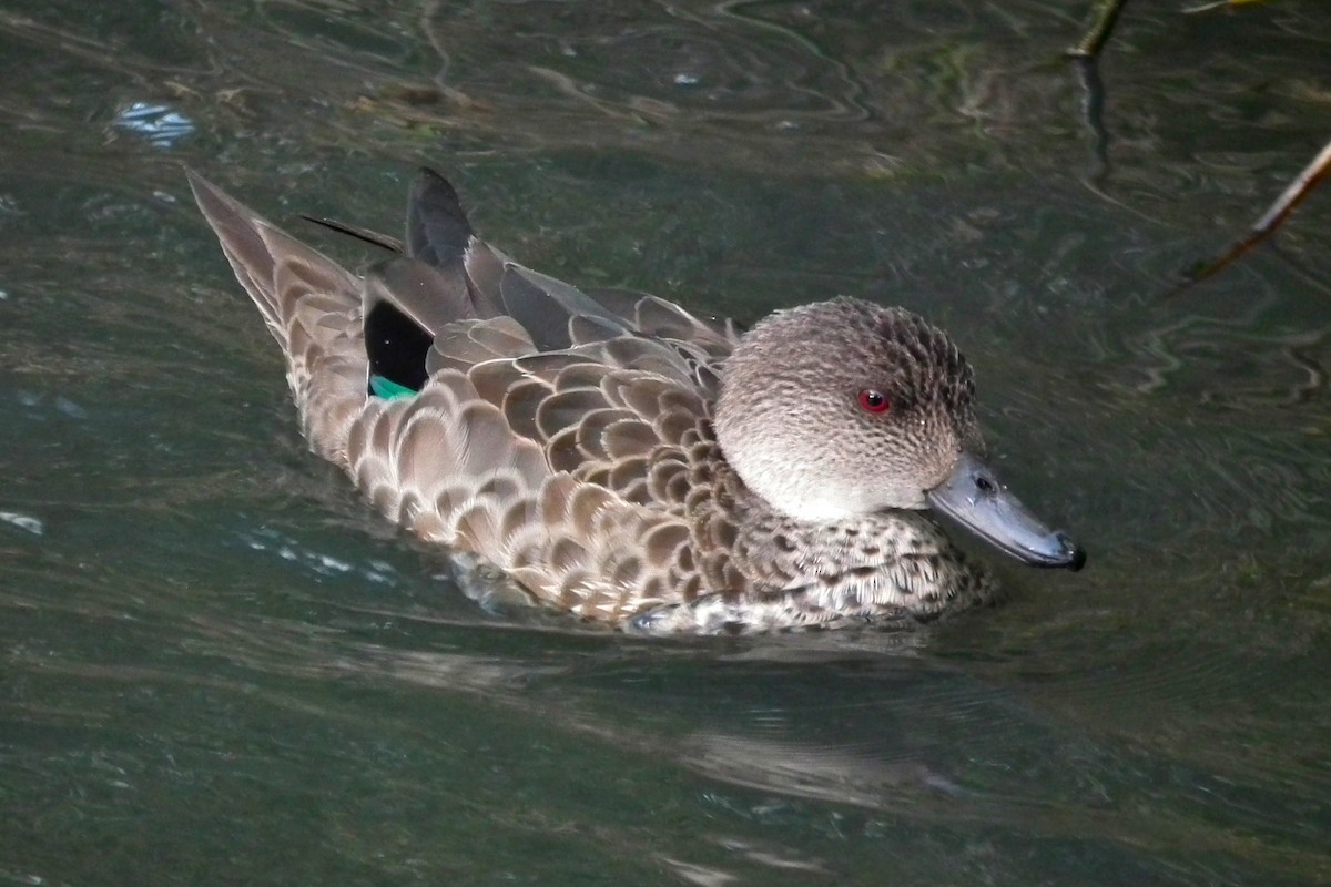 ハイイロコガモ - ML644641836