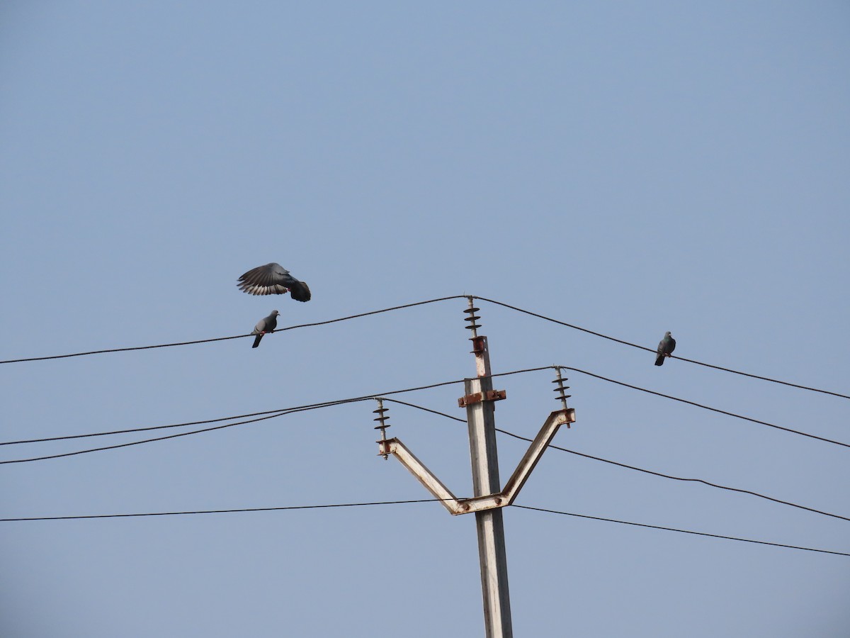 Felsentaube (Straßentaube) - ML644641838