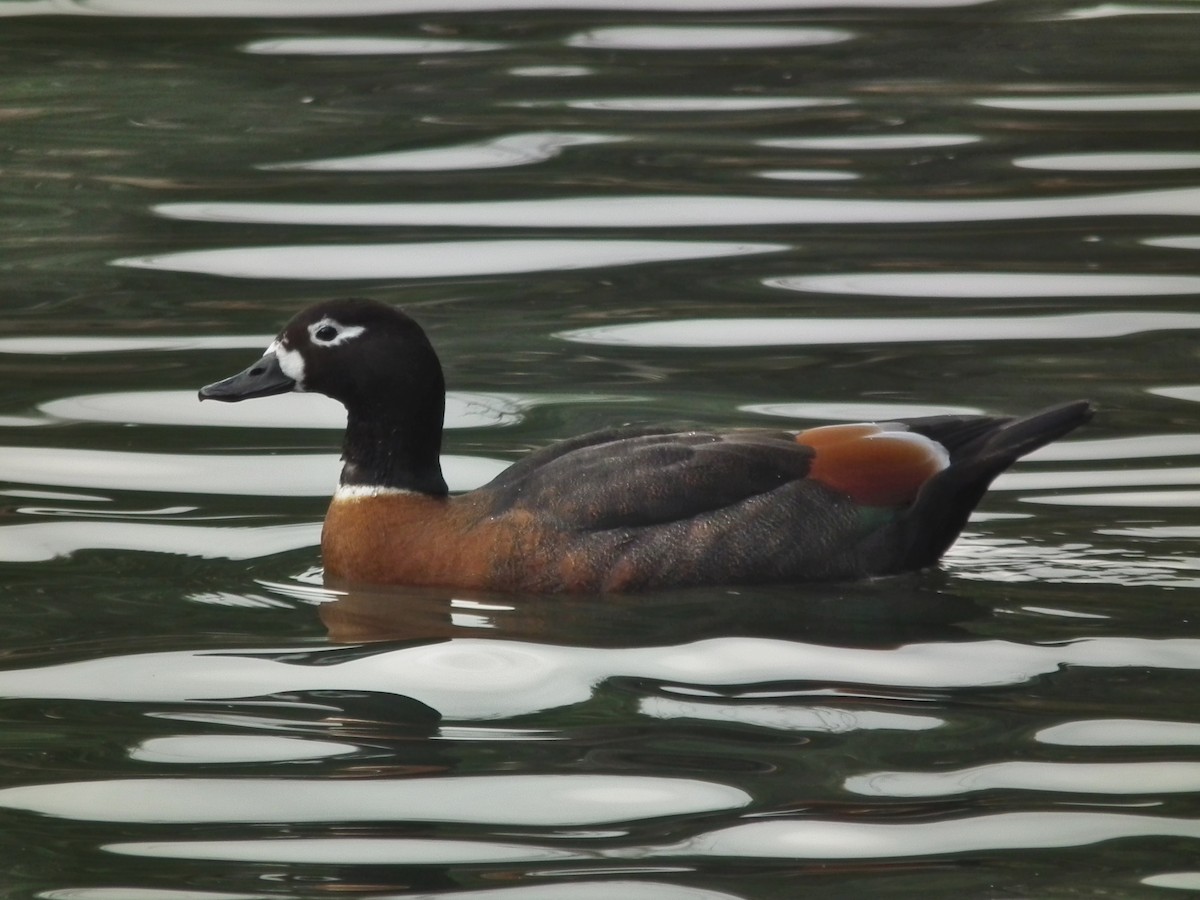 Галагаз австралійський - ML644641839