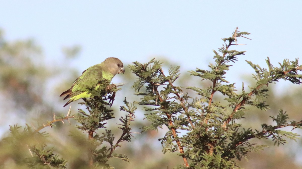 Brown-headed Parrot - ML644641851