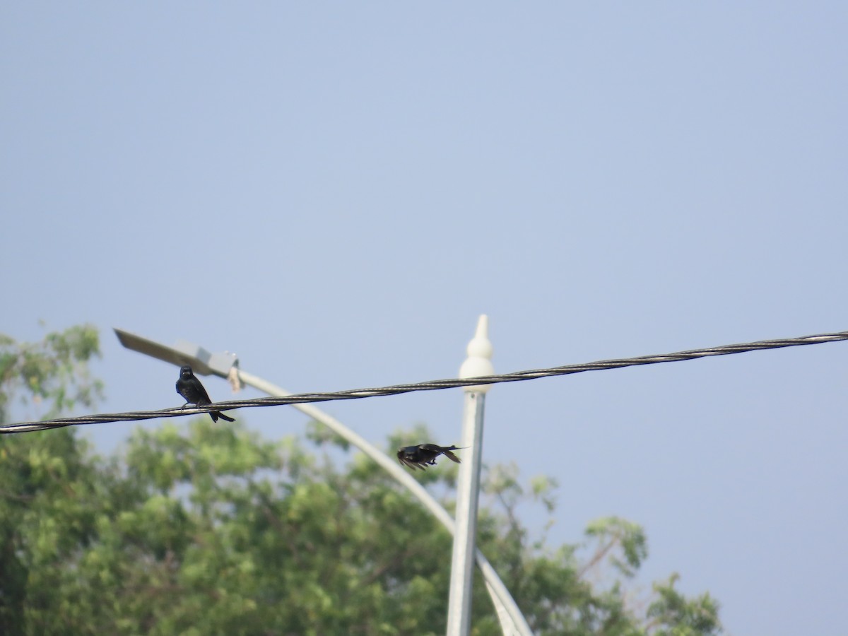 drongo černý - ML644641853