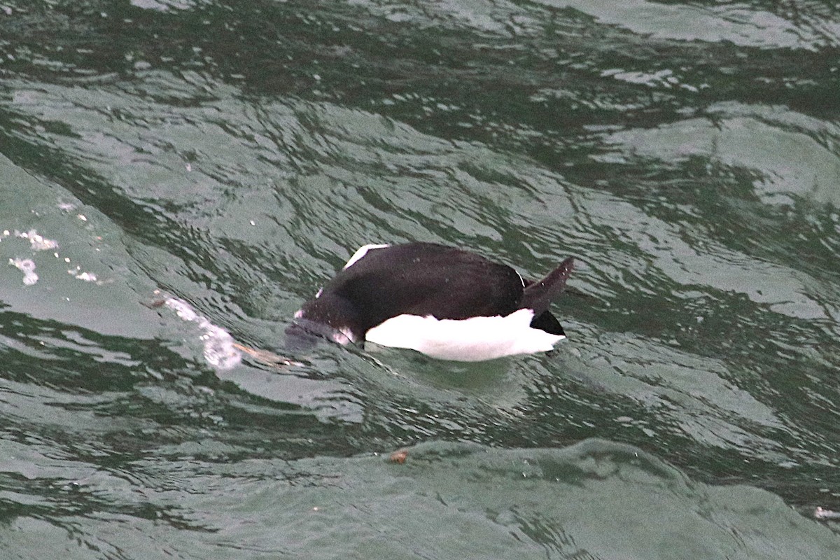 Gazza marina - ML644641854