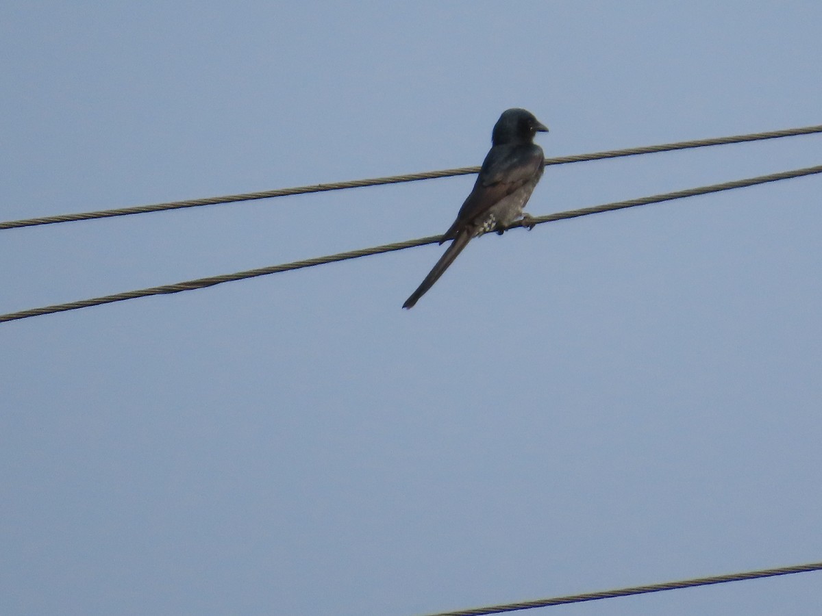 drongo černý - ML644641859