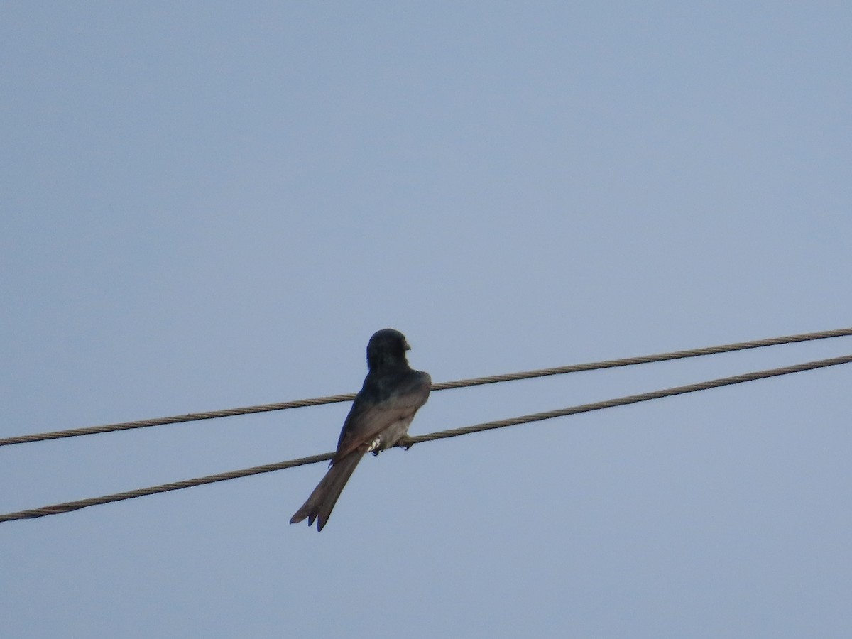 drongo černý - ML644641861