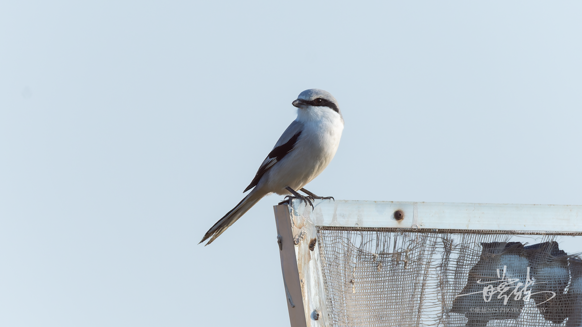 Chinese Gray Shrike - ML644641868