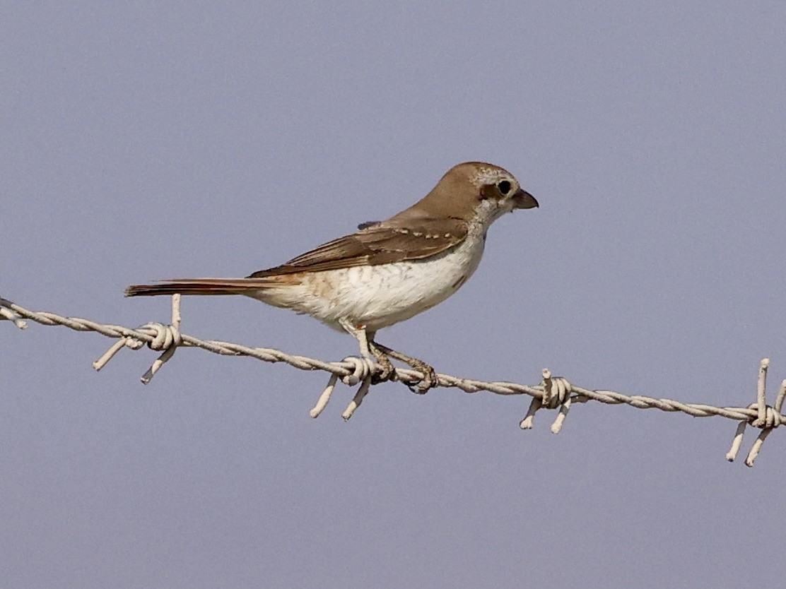 Pie-grièche du Turkestan - ML644641876