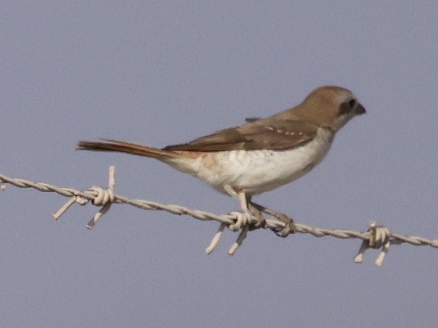 Pie-grièche du Turkestan - ML644641877