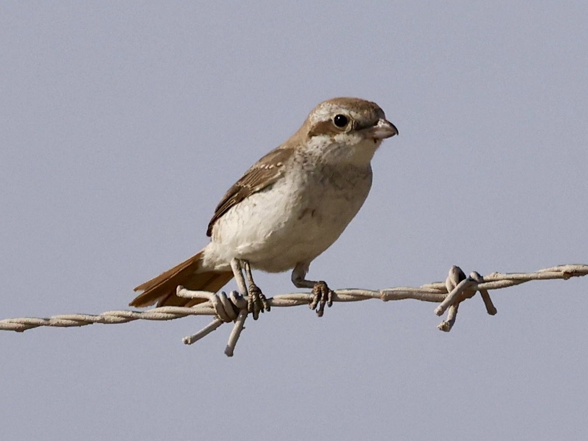 Pie-grièche du Turkestan - ML644641878