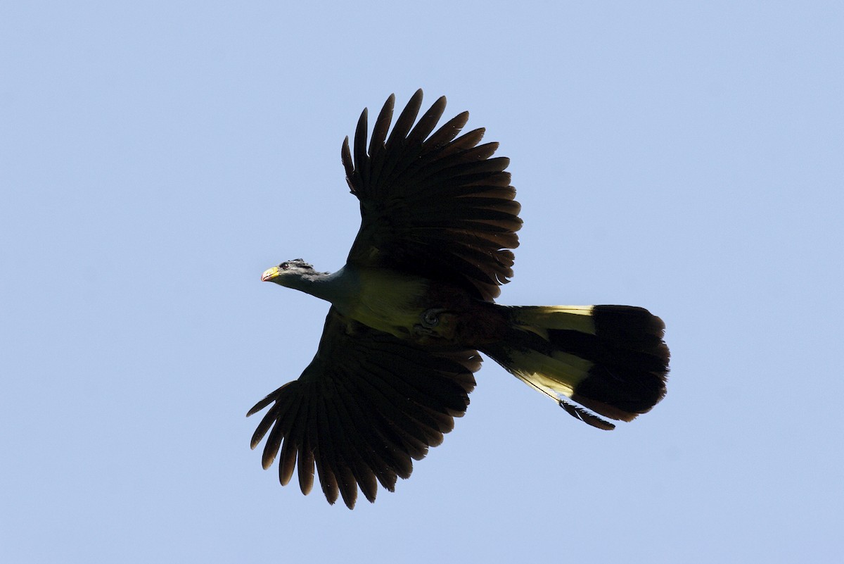 Touraco géant - ML644641879