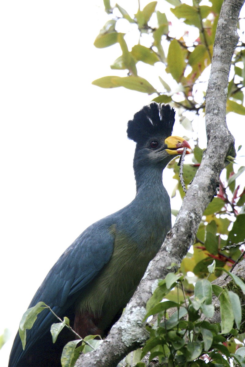Touraco géant - ML644641880