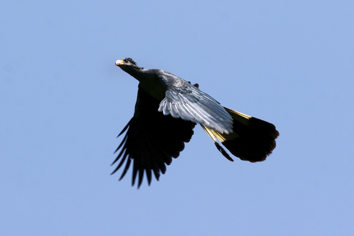 Touraco géant - ML644641881